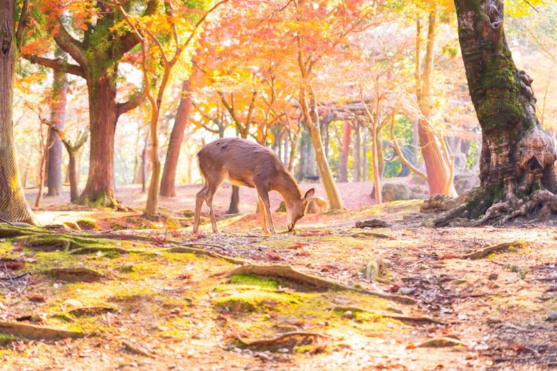 奈良公園 © SHori クリエイティブ・コモンズ・ライセンス（表示4.0 国際）