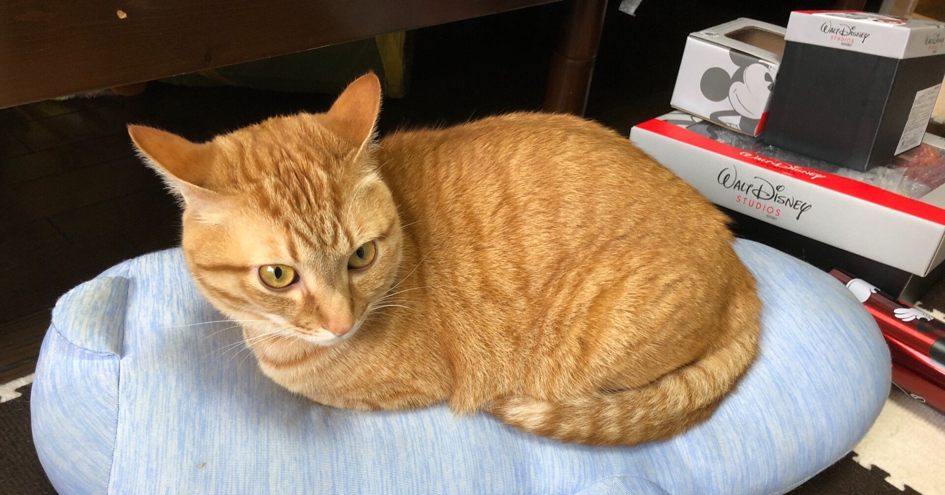 猫のご飯を手作りした話 奥歯 Note