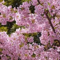 第4回新鋭俳句賞 受賞作を読んで あんこ Akiko Kashiwayanagi Note