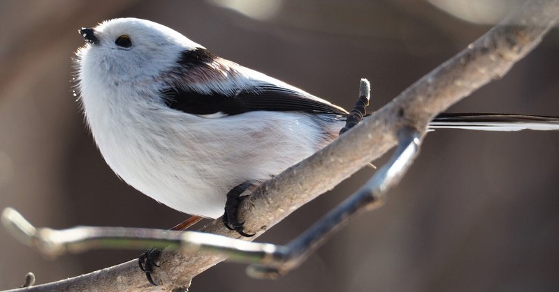 雪の妖精 の新着タグ記事一覧 Note つくる つながる とどける