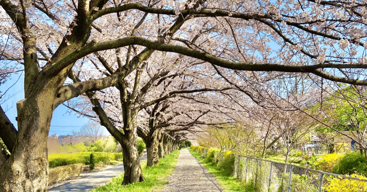 桜を見ても綺麗だと思わない Wakana Note