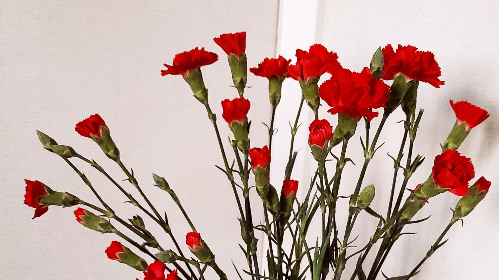 咲き誇るチューリップか まだ咲かないカーネーションか みらいの子 Note