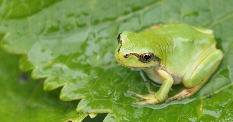 「かえるの合唱」の替え歌