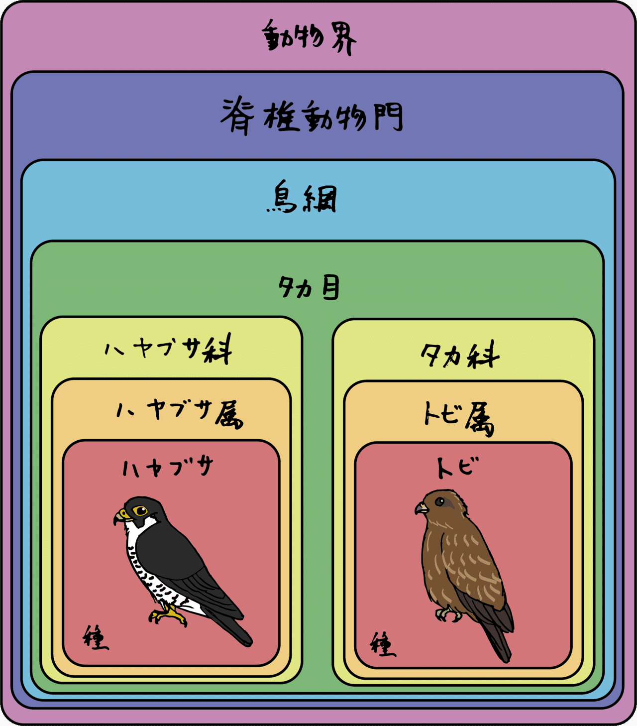 他人の空似 ハヤブサとトビの話 浜松科学館 みらいーら 他人の空似 ハヤブサとトビの話 浜松科学館 みらいーら