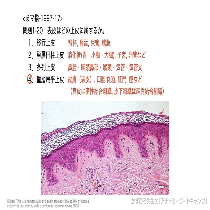 今日のプチ解剖 表皮はどの上皮に属するか かずひろ先生 黒澤一弘 解剖学 Note