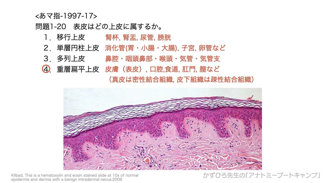 今日のプチ解剖 表皮はどの上皮に属するか かずひろ先生 黒澤一弘 解剖学 Note 今日のプチ解剖 表皮はどの上皮に属するか かずひろ先生 黒澤一弘 解剖学 Note