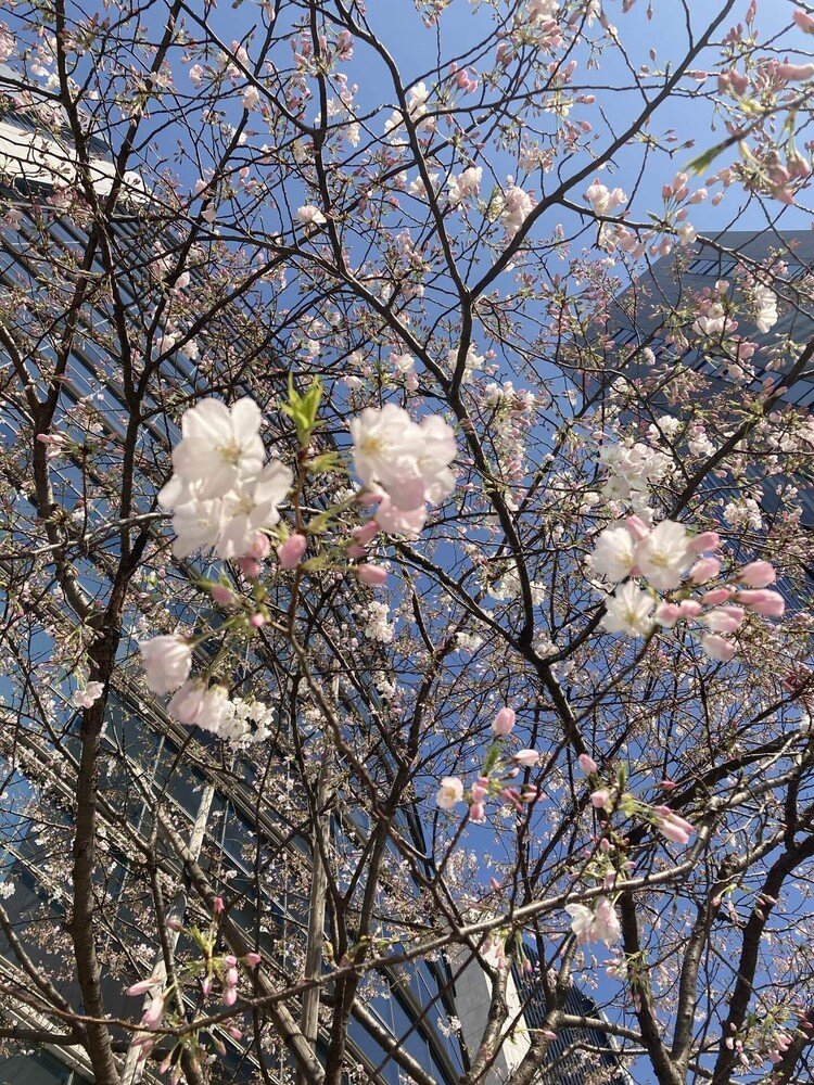 #写真　#桜　#1000日チャレンジ