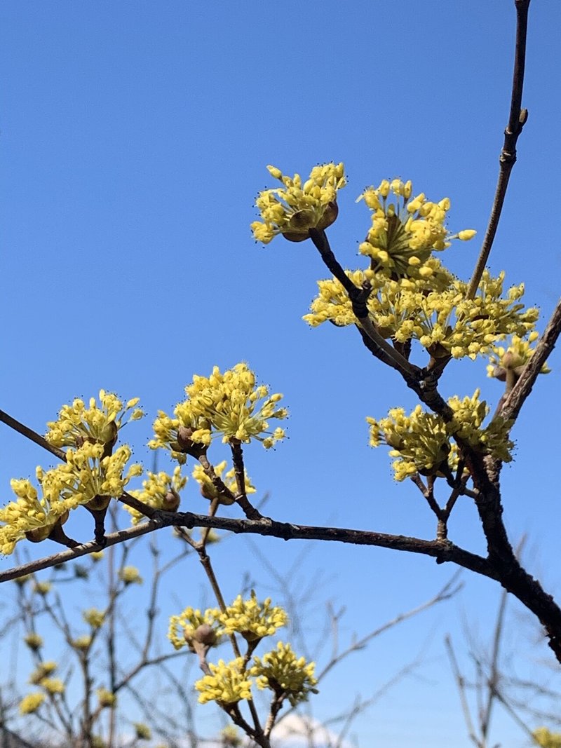 春の樹木の花が咲く Okko Note