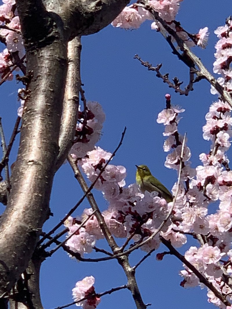 春の樹木の花が咲く Okko Note