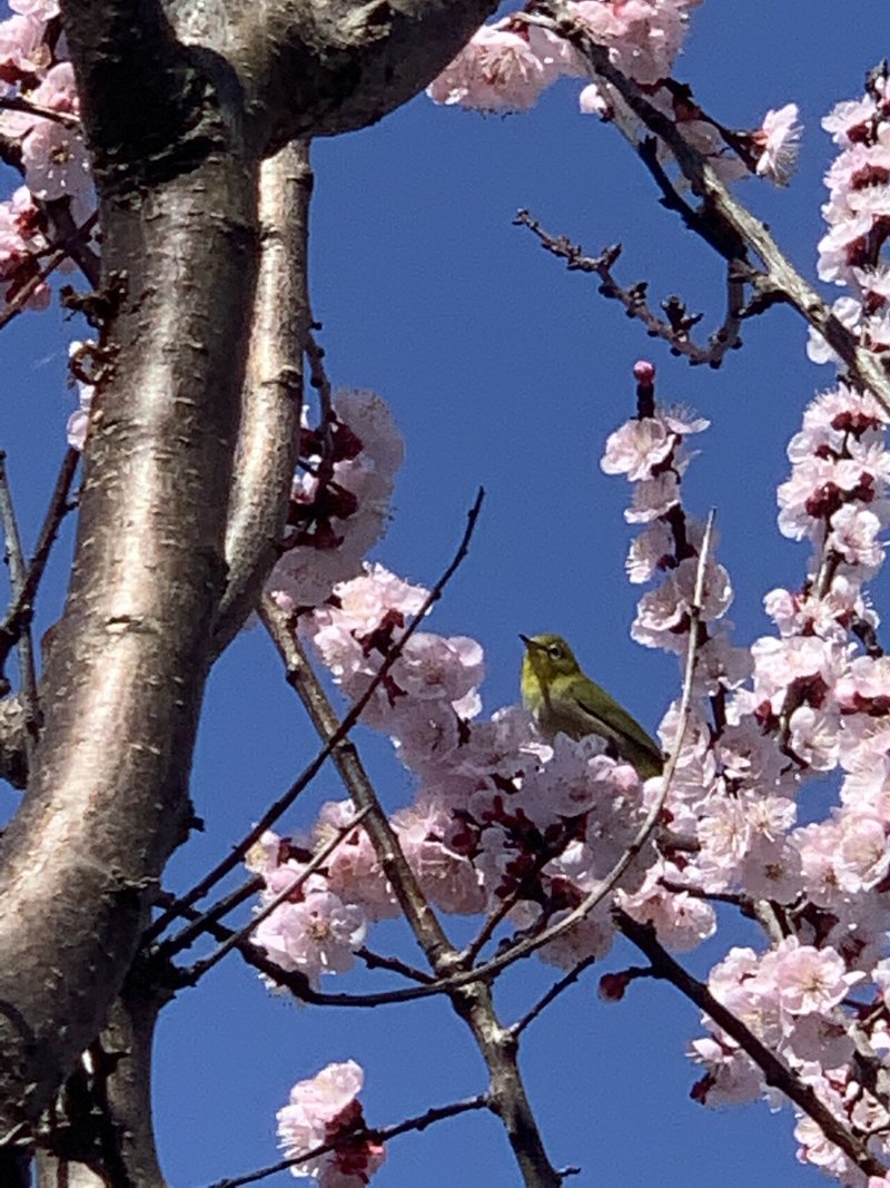 春の樹木の花が咲く Okko Note 春の樹木の花が咲く Okko Note