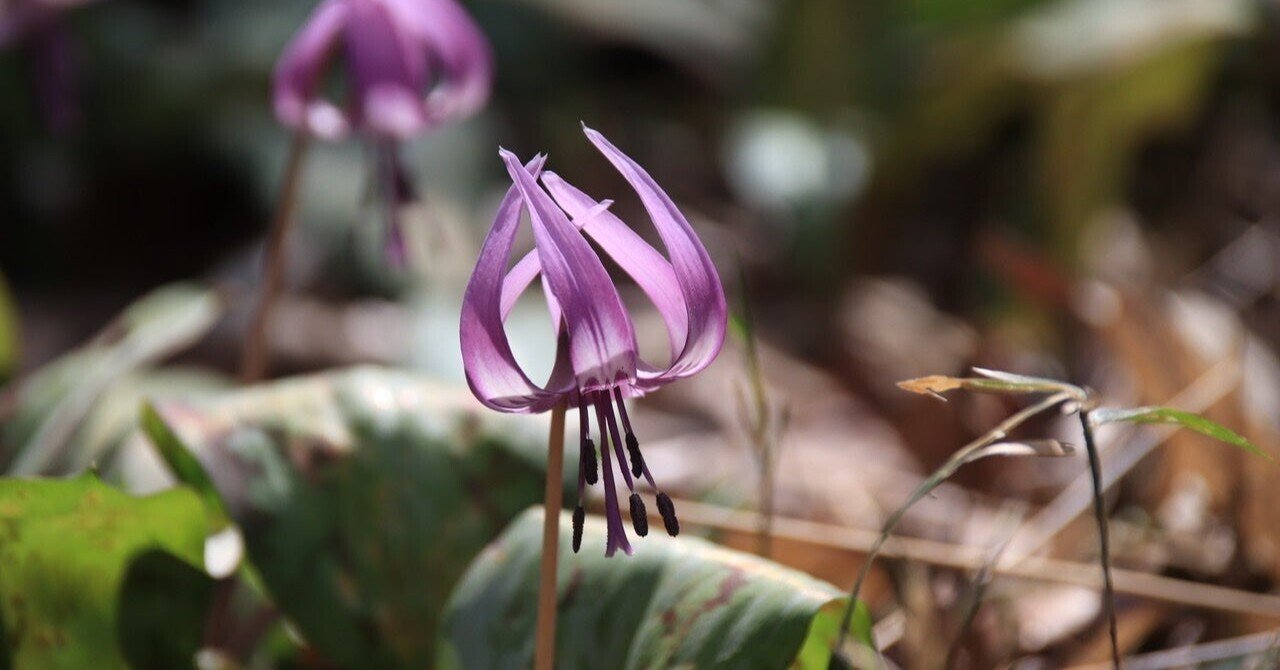 片栗の花 Kigo Note 片栗の花 Kigo Note