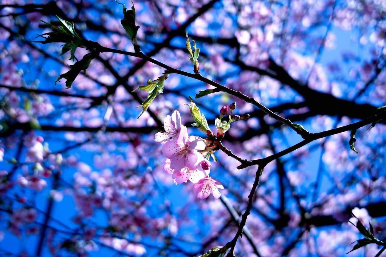 春は桜 夏は花火 秋は紅葉 冬は雪 儚い美しさは心に染みます 幸 秀和 Note
