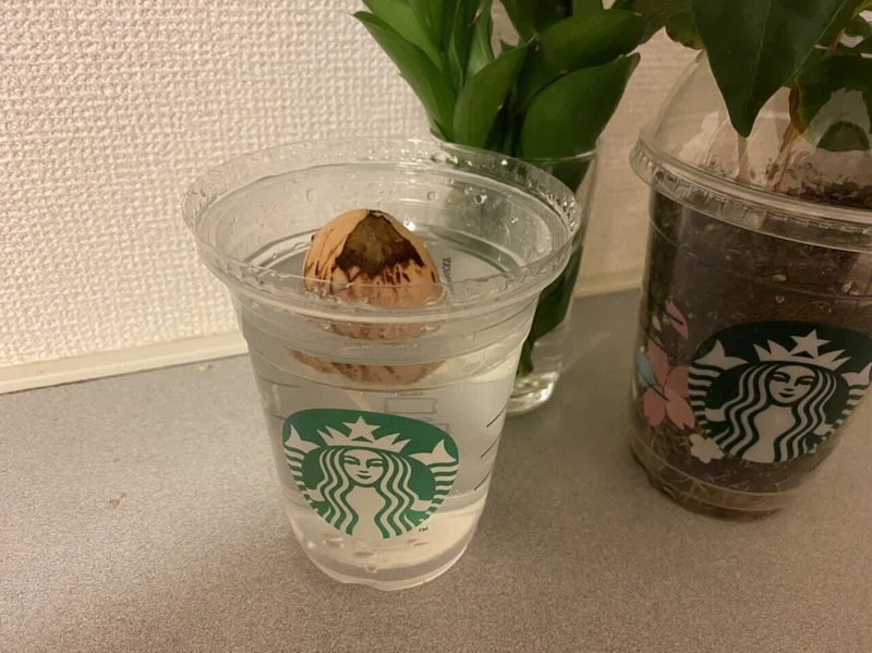 アボカドを3倍楽しむ水耕栽培のススメ 美歩 画家 Neoカバラ数秘カウンセラー Note