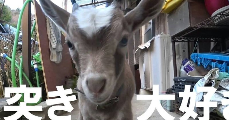 頭突き大好き カトちゃん ヤギじるし Note 頭突き大好き カトちゃん ヤギじるし Note