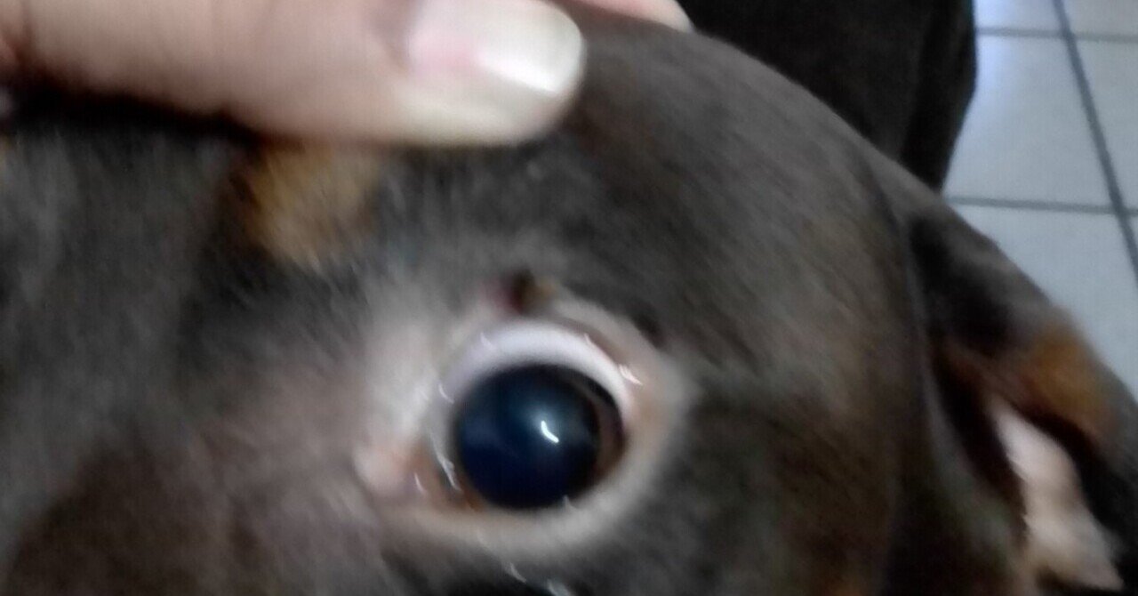 お犬様面倒かけてくれます クーパパ 極貧メキシカン犬バカ爺 Note