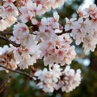 18年エンゼルス全選手評価 野手編 James Note