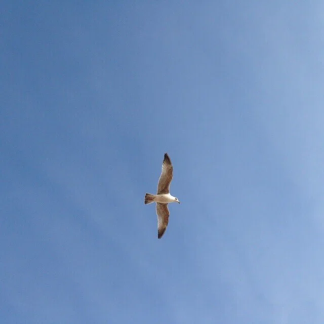 飛ぶ鳥