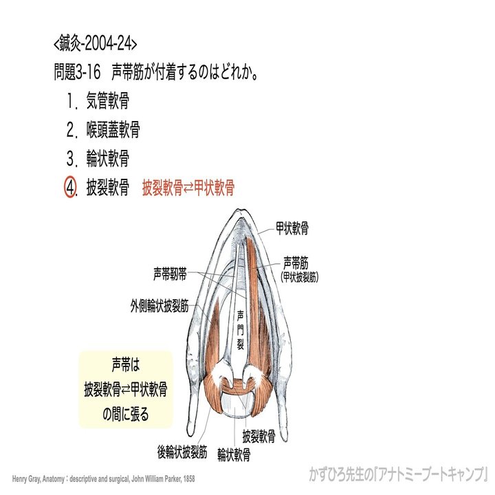 今日のプチ解剖 声帯筋が付着するのはどれ かずひろ先生 黒澤一弘 解剖学 Note