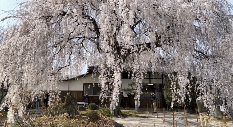 願わくは 花の下にて 春死なむその如月の 望月の頃（西行）。この歌が詠まれたのは1190年2月（旧暦）で、年齢から言って西行の辞世の句ではないと言われる。ソメイヨシノはエドヒガンザクラとオオシマザクラの交配種で時代的には江戸以降だから、この場合の桜はヤマザクラである。だが、桜の種類が何であるにしても、西行がまだ死からは遠い年齢にあった時の歌であるにしても、満月に照らされた満開の桜の下で旅立ちたい、という望みは幻想的で切なく、人々の願望を見事に文字にしてくれて、西行はやはり秀逸な歌詠みである。