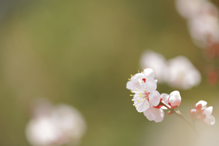 ひとつのこと いろんな方向から みてみると 世界はひろがる #花 #幸せ #こころ #写真 #あなたの応援団 #フォトポエム #フォトポエムカウンセラー