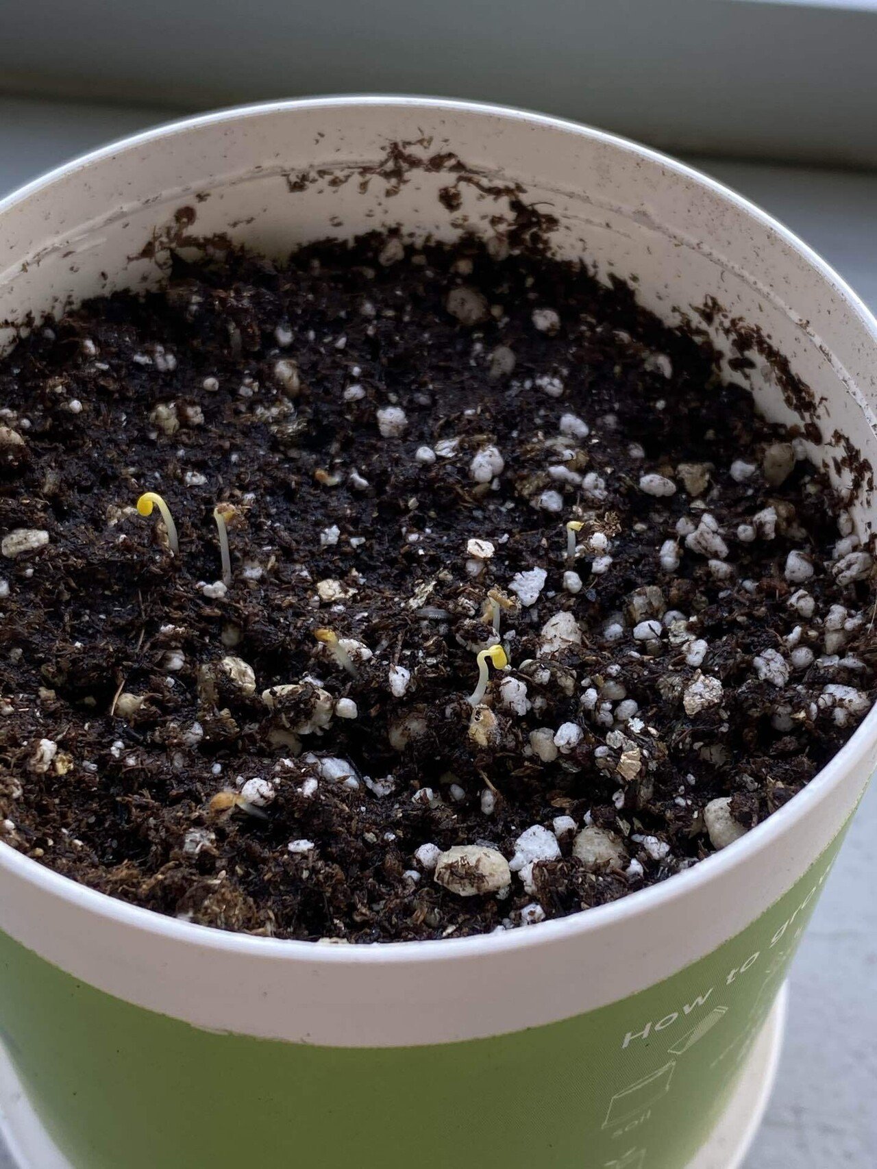 四つ葉のクローバー栽培 Sakurakoko Note