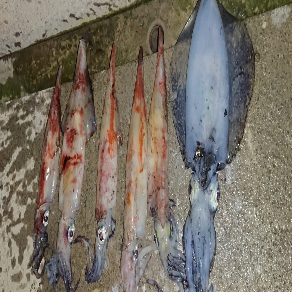 思いつくまま 三宅島釣り攻略 春の到来 イカ釣り編 三宅支庁産業課 Note