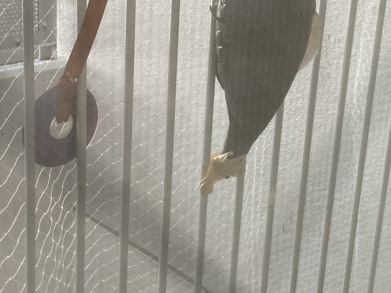 鳩との死闘(もうあかんわ日記)|岸田 奈美