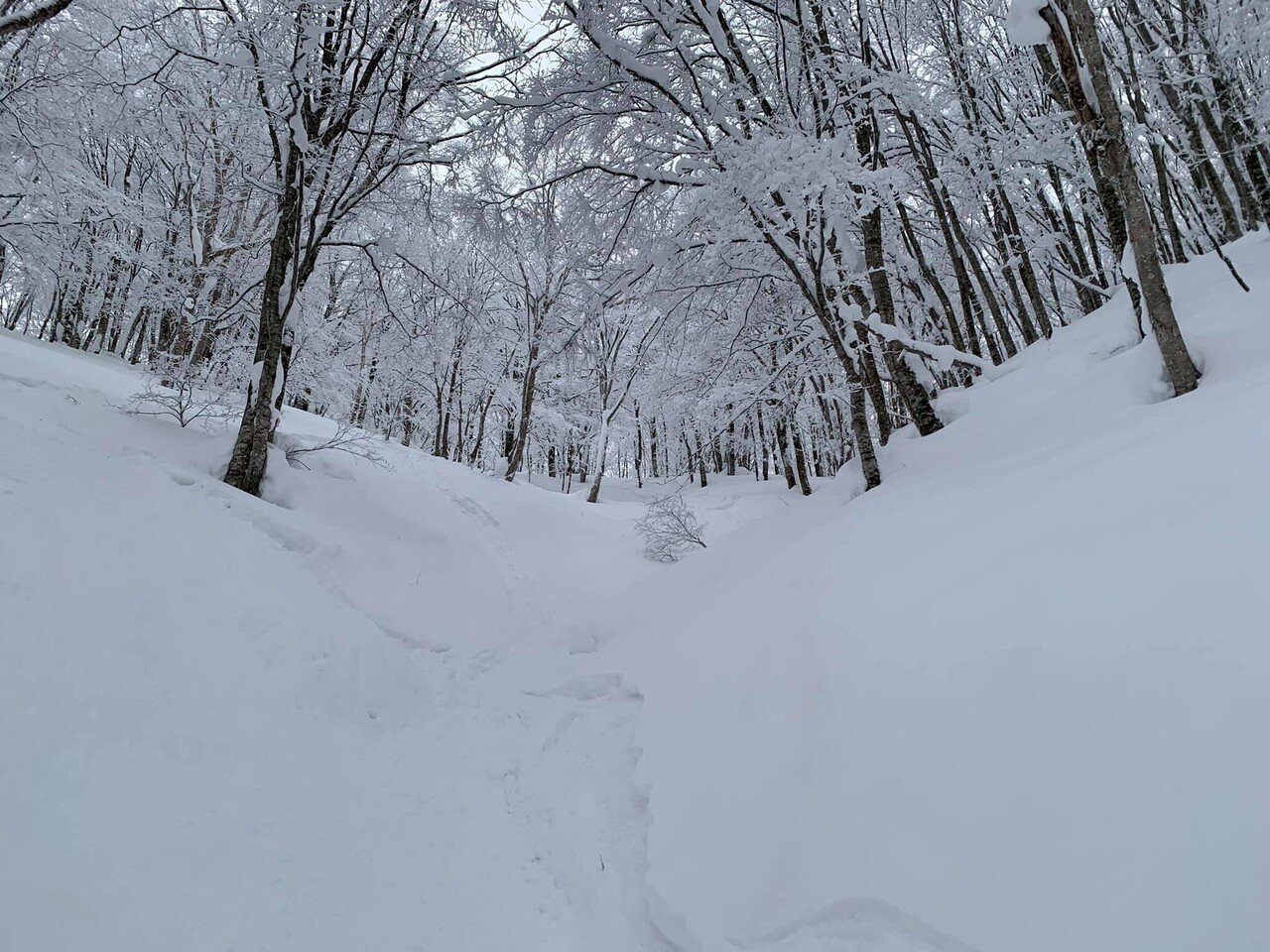 白馬早春 FreeRideモデル