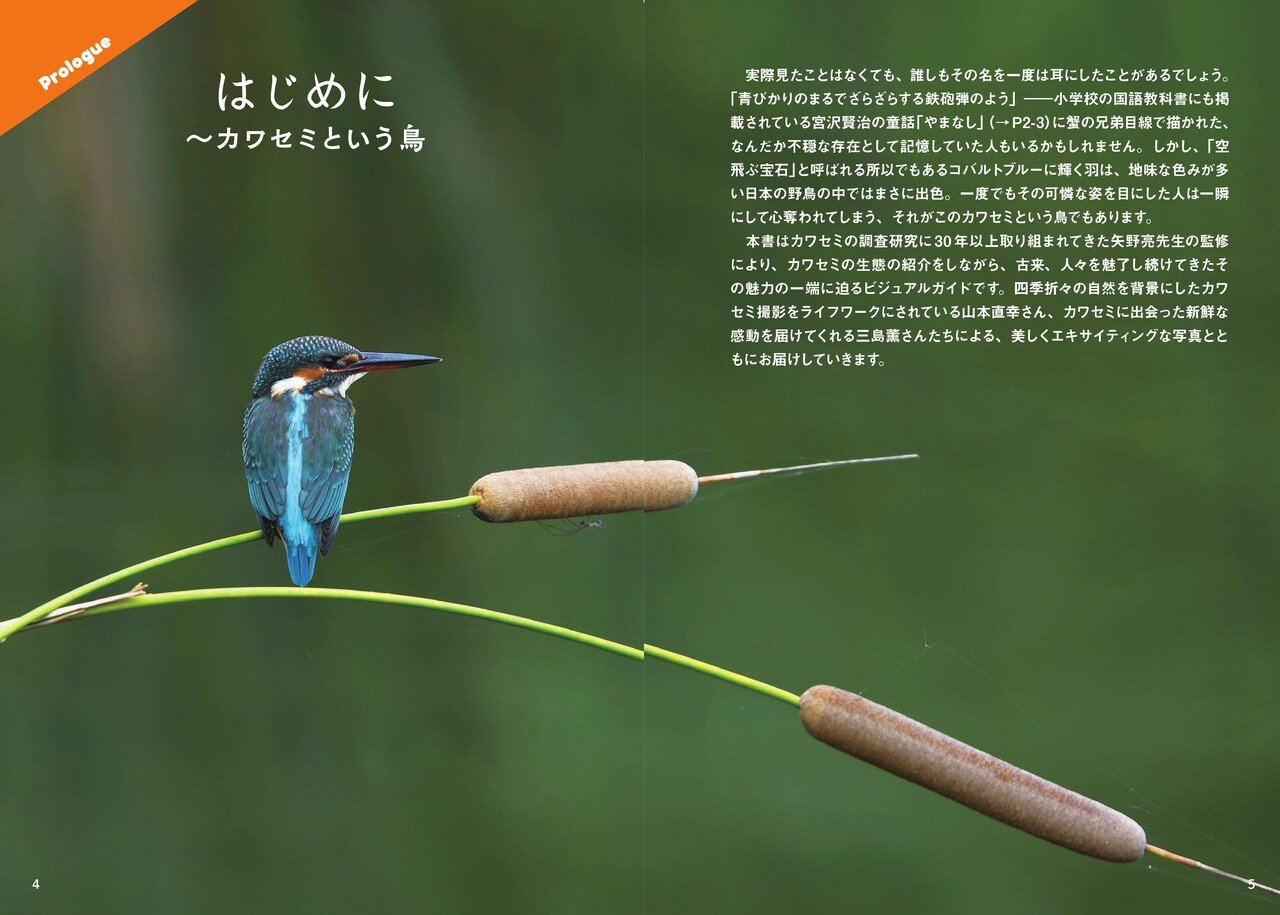 宝石のように美しい鳥・カワセミのビジュアルブックが発売｜カンゼン
