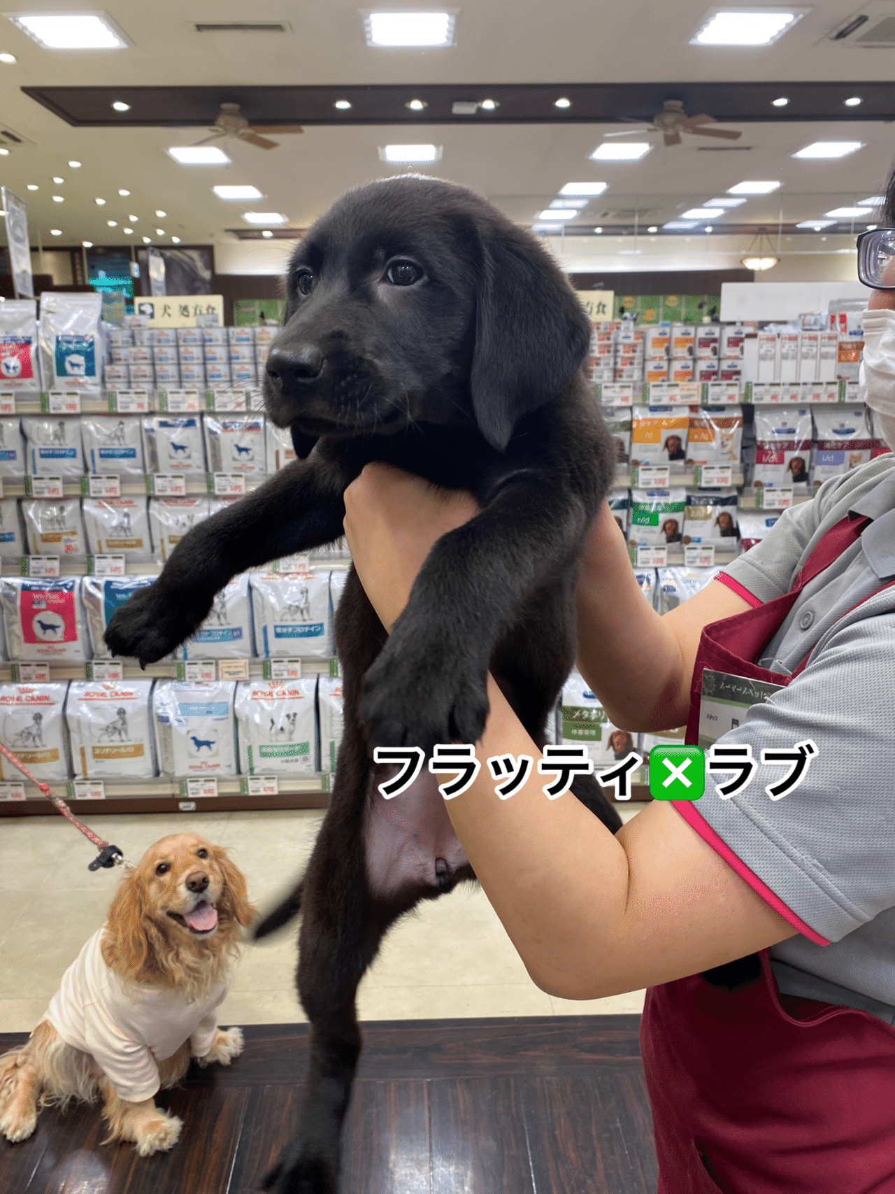 近くのペットショップに珍しいミックス犬が出現 言われなければラブだと思う 現在 実は10万円は高くなっている犬 の販売価格 ペットショップでショーケースに入れられて販売されているのは 日本スタイル 欧米 桜梅桃李 Note