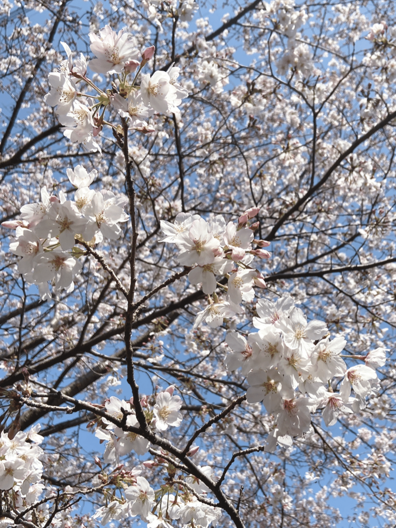 不調をどうしたら乗り越えられるか 色々試してみて発見 ホルモンや自律神経のバランスが崩れて体調が良くない時は 始めるのにかなりパワーのいることではなく 始めたら楽しくてハマりそうなことをしてみる 色葉labo Note