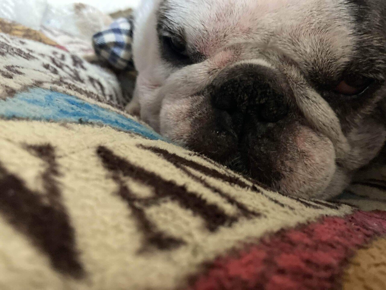 金 犬の寝顔が愛しい 久しぶりに苦手なカローラを走らせてみる苦笑 春の空 ウインドウ 桜 懐かしい街 コンビニの色々笑 写真日記 犬 空 花 桜 コンビニ ウイズコロナ Alexandre Ishii Note