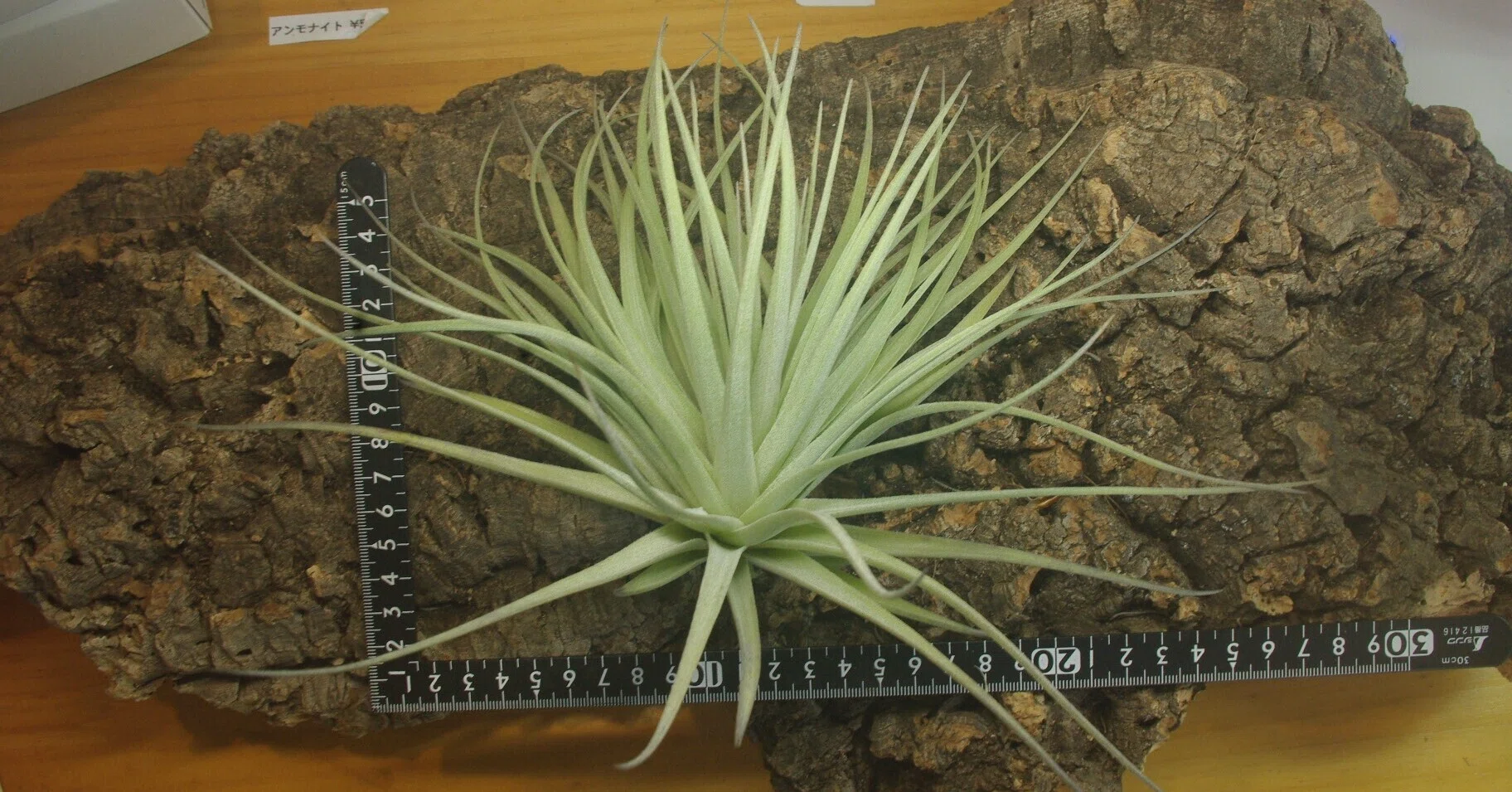 チランジア入荷リスト3/25|NatureGarden🌿神田 チランジア入荷リスト3/25|NatureGarden🌿神田