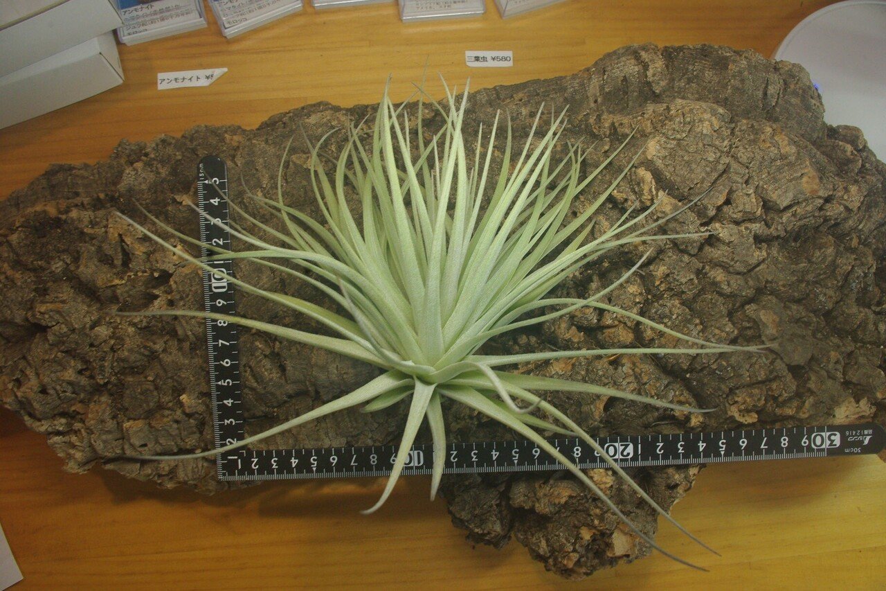 チランジア入荷リスト3/25｜NatureGarden🌿神田