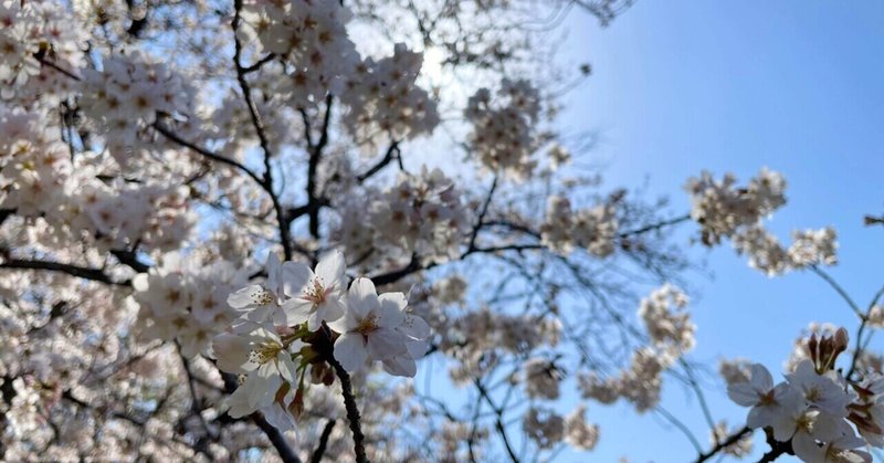 寄り道した桜。