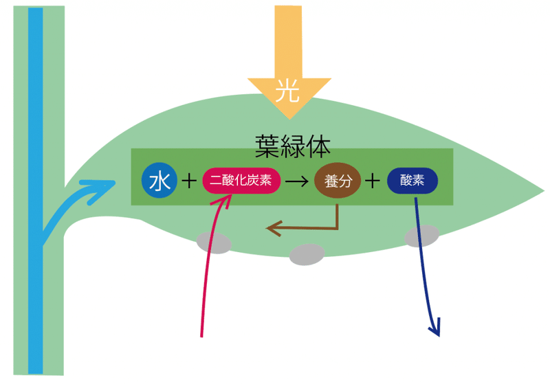 廃校プロジェクト５ 光合成とco2の削減関係 Ikesan Come Back Anytime Note