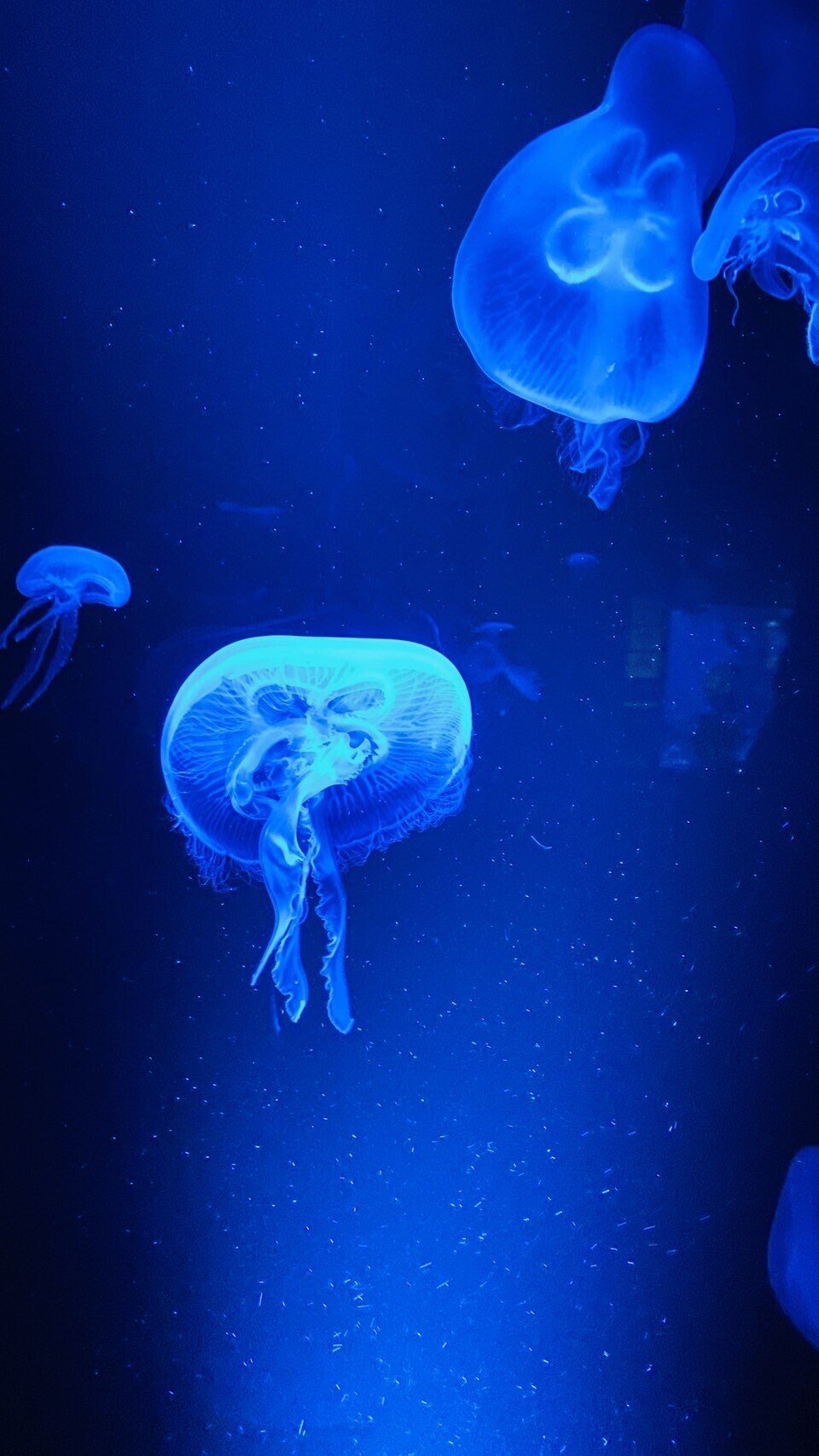 水族館行ったよ くらげ多め O アイニチ株式会社 スタッフブログ Note