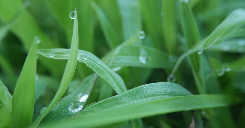 短編 雨蛙 天才志賀直哉の表現能力 くるま Note