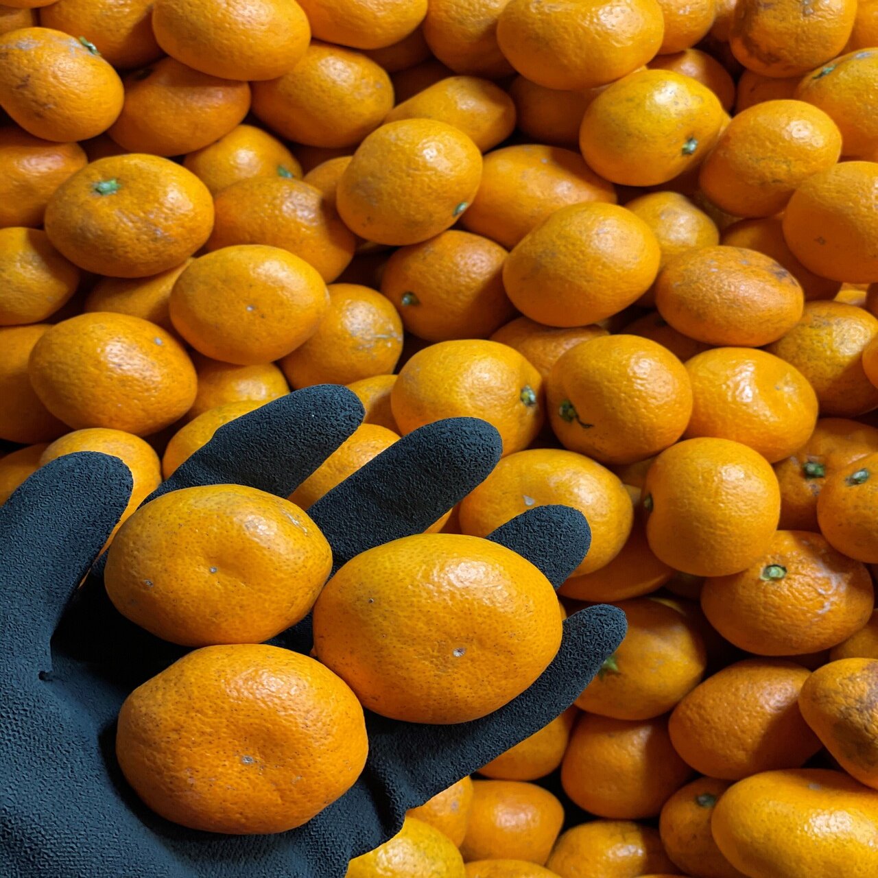 クチコミ1 000件以上 和歌山下津の蔵出しみかん Let レット 公式 Note