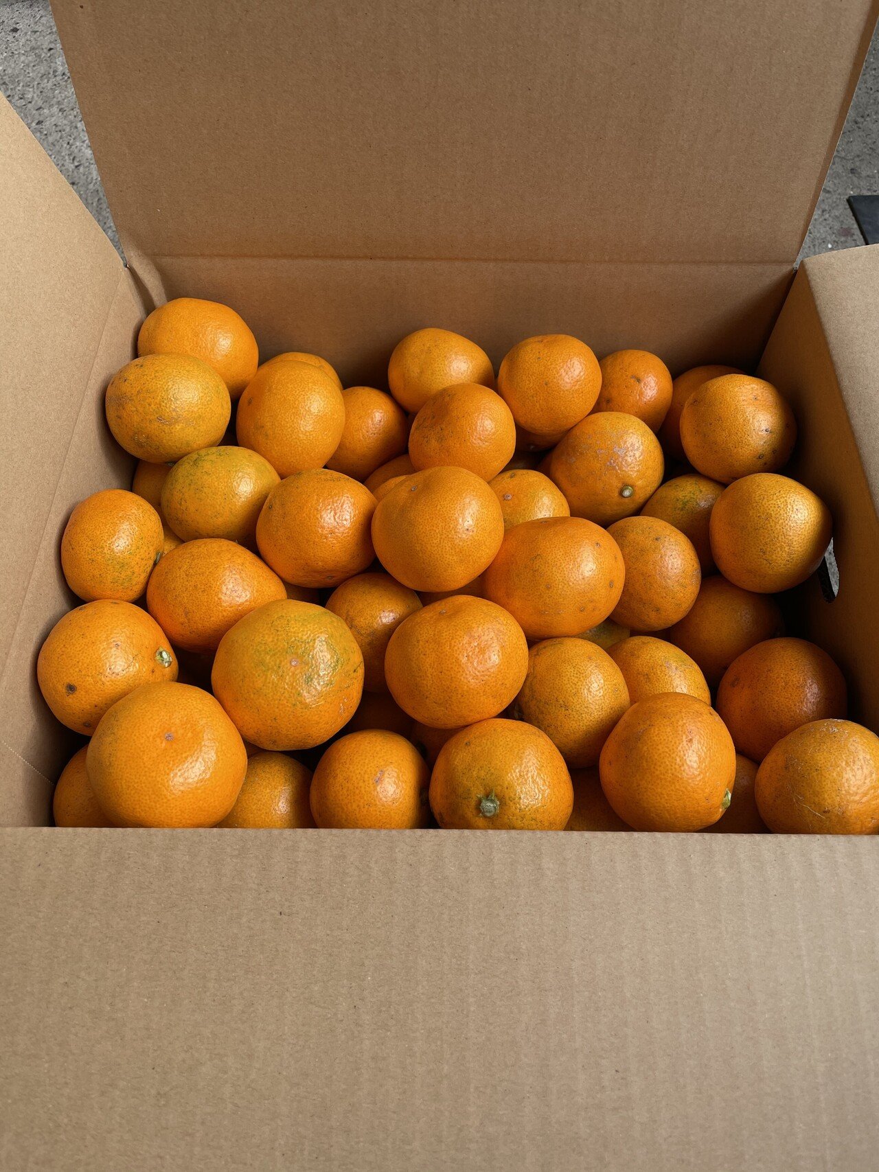 ド根性みかん@プロフ必読様 専用 【公式通販】