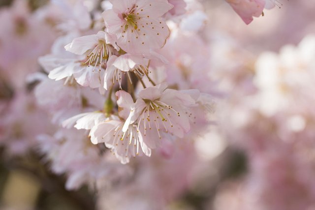 春めき（足柄桜）