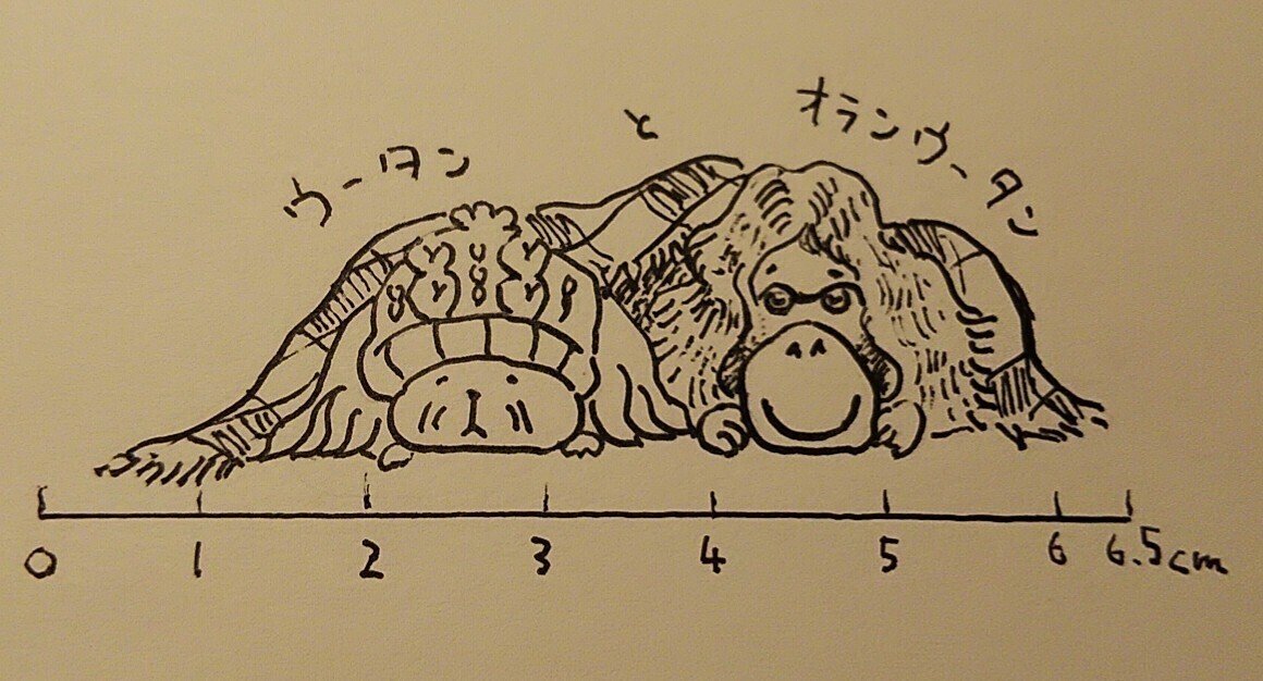 先週はスクワット３００回できました スキをいただいた数 １０回のスクワットをすることに挑戦しています 見てくれてありがとうございます 絵は ウータンとオランウータンです まんまちょん Note