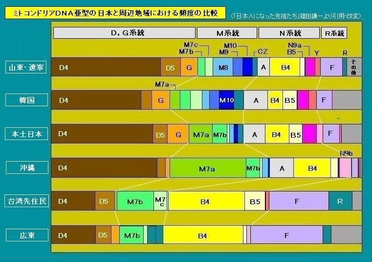 4.mtDNA_東アジア