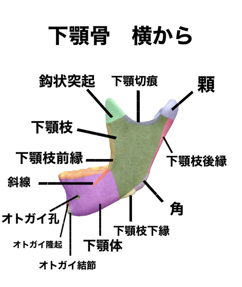 【下顎骨のはなし】骨勉|伊藤陵亮【整体×ヨガ×読書】