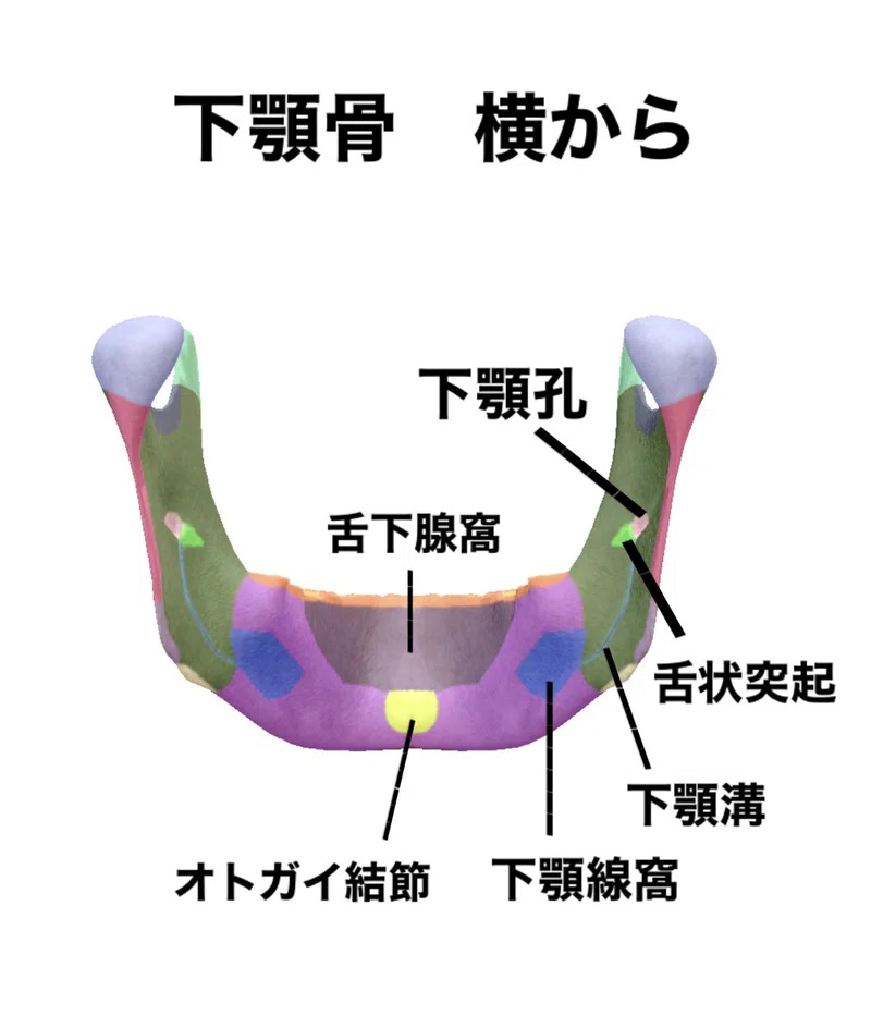 【下顎骨のはなし】骨勉|伊藤陵亮【整体×ヨガ×読書】