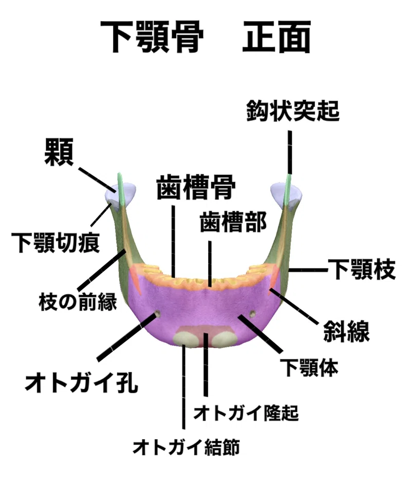 【下顎骨のはなし】骨勉|伊藤陵亮【整体×ヨガ×読書】