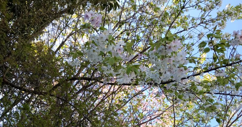 山桜大好き、真っ白な花と葉っぱの間から見える青空が、おばあさんを思い出す💛💛