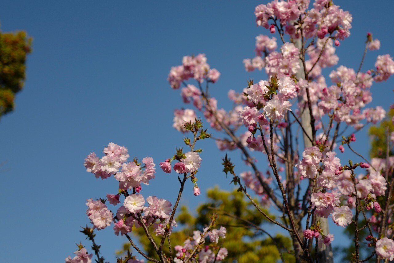 世の中に絶えて桜のなかりせば春のこころはのどけからまし 在原業平 この陽気で染井吉野は葉桜の気配。 風が強くなってきて桜吹雪。 紅豊の少し艶