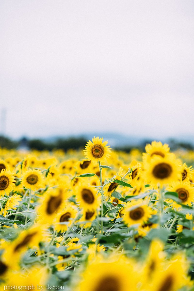 君と雨とひまわりと 池田こーき Ikepon Note