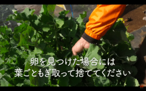 春の栽培の天敵 ヨトウムシを2つのトラップで撃退 簡単に作れて効果バツグン 家庭菜園 ヤトウムシ ストチュウトラップ 米ぬかトラップ 井上寅雄農園 井上隆太朗 Note